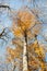 Vertical blurred beech trunk and focused colorful autumn treetop