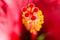 Vertical blurred floral background with Hibiskus red flower