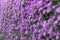 Vertical blurred purple flowers texture