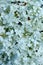 Vertical blurry image of small white flowers. Abstract nature background.