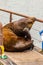 vertical body shot of large sealion with pacific ocean behind it