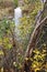 Vertical of the Borer Falls in Ontario, Canada in fall