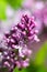 Vertical botanical photo of blooming lilac flowers and buds