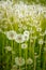 Vertical of a bunch of dandelion flowers in the field.