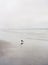 Vertical calm seascape with a seagull on the beach