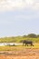 Vertical capture of an elephant walking in the safari alongside a small lake under the sunny sky