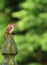 Vertical-Carolina Wren on fence post