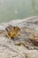 vertical chipmunk looks and sits in the fog along the edges of alpine meadow