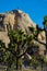 VERTICAL: Climbers scale a boulder in Joshua Tree National Park on sunny day