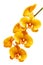 Vertical close up of a branch of topaz yellow orchids against white background