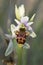 Vertical close up of a fresh white flower of woodcock bee-orchid or woodcock orchid ( Ophrys scolopax