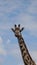 Vertical close-up of a funny giraffe eating