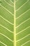 Vertical Close-Up of Giant Taro Leaf. Elephantâ€™s-ears. Alocasia Macrorrhizos. Big Green Leaves