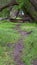 Vertical CLose up of a hking trail in the forest with green grasses and huge trees