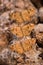 A vertical close up macro photograph of three brown moths