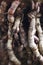 Vertical Close up macro of twisted gnarly roots of a pygmy date palm tree in Florida