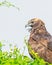 Vertical close-up of a Marsh harrier perched on a tree