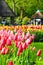 Vertical close up picture of red and pink tulips with blurred background. Dutch park in Keukenhof, Holland, Netherlands. Floral