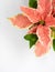 Vertical close-up of a pink and yellow poinsettia against a white background