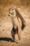 A vertical close-up portrait of a standing African ground squirrel foraging for food