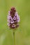 Vertical close up of the purple flower of Prunella vulgaris