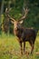 Vertical close-up of red deer stag standing on a glade in the floodplain forest in daylight