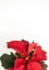 Vertical close-up of a red poinsettia on the bottom of a white background