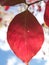 Vertical close-up of a reddish-purple dogwood tree leaf