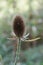 Vertical close-up shot of a brown thistle in a blur