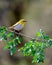 Vertical close-up shot of chestnut-flanked white-eye sitting on a tree branch