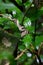 Vertical close-up shot of a grayish eyelash viper small snake on a branch of a tree