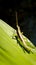 vertical close-up shot of a green, short horned gaudy grasshopper