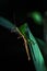 Vertical close-up shot of a northern walkingstick (Diapheromera femorata) on a plant leaf