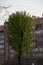 Vertical close up shot of a tall populus poplar tree with big branches, rich foliage and green leaves on a residential building