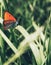 Vertical close-up of an unpaired many-eyed (Lycaena dispar) butterfly on a plant