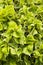 Vertical Close-up view of Acalypha wilkesiana plant with vibrant green leaves. Vertical High-quality photo