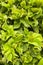 Vertical Close-up view of Acalypha wilkesiana plant with vibrant green leaves. Vertical High-quality photo