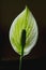 Vertical close-up view of a Lysichiton camatschatcensis on the black background