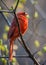 Vertical close-up view of a Northern cardinal perching on the tree branch