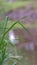 Vertical Close up view of rich green grasses with thin stems and long leaves