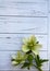 Vertical Close up Whimsical white and green flowers on wood