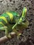 Vertical close-up of a Yemeni chameleon on a tree branch