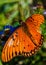 Vertical closeup of adorable Gulf fritillary butterfly on blue flower