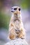 Vertical closeup of adorable Meerkat standing on a rock