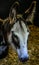 Vertical closeup of an adorable mule, baby donkey captured grazing in a barn