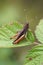 Vertical closeup on an adult brown colored European rufous grasshopper, Gomphocerippus rufus