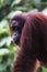 Vertical closeup of an adult red orangutan in a jungle