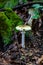 Vertical closeup of Amanita phalloides, commonly known as the death cap.