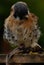 Vertical closeup of an american kestrel (Falco sparverius) looking downwards to right