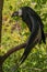 Vertical closeup of the Andean condor.